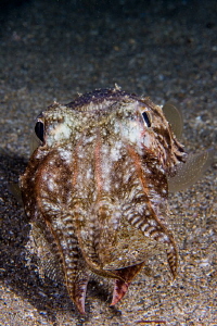 Cuttlefish hunted a big flounder in the night dive. by Mehmet Salih Bilal 